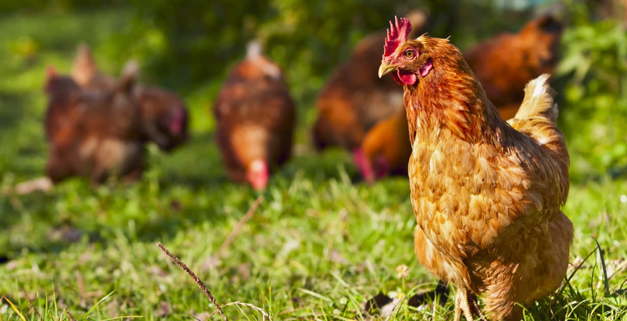 Le collagène de poulet est bénéfique pour la digestion, l'immunité et la santé de la peau