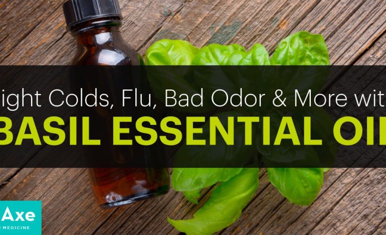 L'huile essentielle de basilic combat les bactéries, les rhumes et les mauvaises odeurs