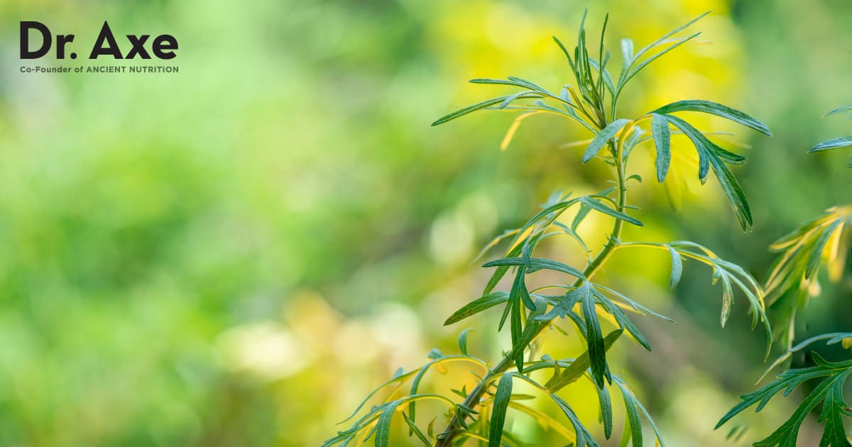Les avantages de l’Artemisia Annua l’emportent-ils sur les risques potentiels ?