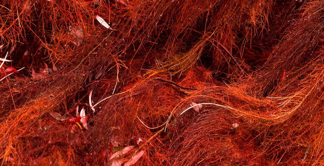Avantages des algues rouges: ce que vous devez savoir sur les algues marines rouges