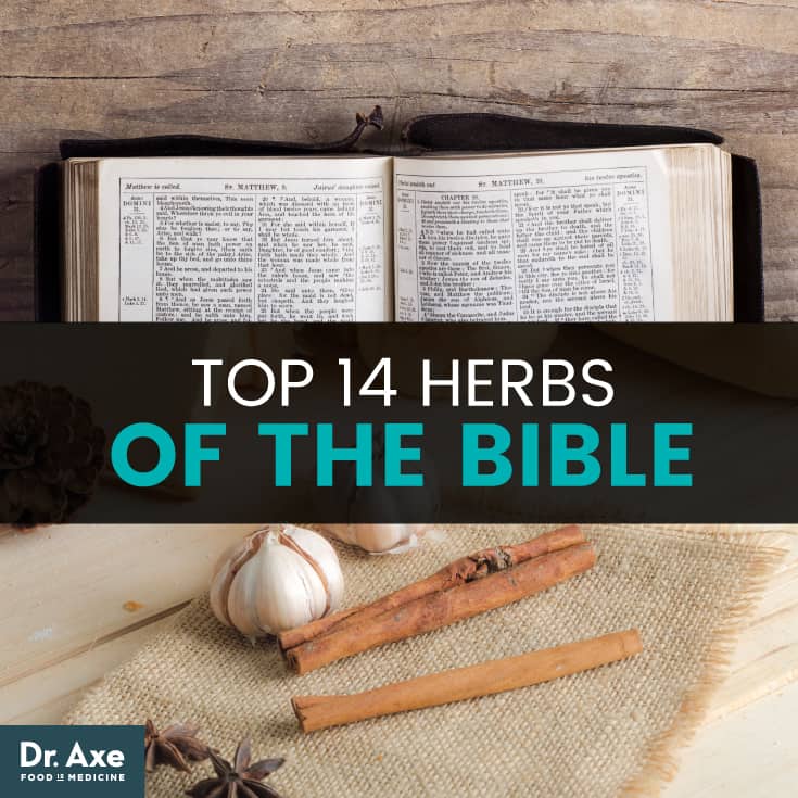 Les meilleures herbes de la Bible - Dr Axe